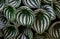 Close up of the texture of Tropical `Peperomia Argyreia`  background or `watermelon Peperomia` plant with round silvery green