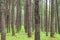 Close up of texture trunk in Pine forest