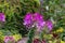 Close up texture view of beautiful purple cleome flower heads in a sunny garden