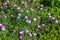 Close up texture view of a beautiful purple dianthus pinks in a sunny garden