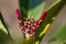 Close up texture view of newly budding plumeria blossoms