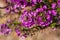 Close up texture view of pretty purple sweet alyssum flower