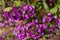 Close up texture view of pretty purple sweet alyssum flower