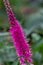 Close up texture view of a single bright pink spike speedwell flower