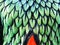 Close up of texture vivid pattern background