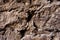 Close up Textured background of a wall of medieval stone masonry. The wall is sloppy built of mountain stones. Medieval