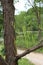 Close up of the textured bark and needle shaped leaves of a Pond Cypress Tree