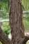 Close up of the textured bark of a Pond Cypress tree trunk