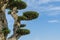 Close-up of textured beautiful branches with trimmed smal leaves bonsai olive tree Olea europaea on blue sky in city park Krasno