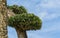 Close-up of textured beautiful branches with trimmed smal leaves bonsai olive tree Olea europaea on blue sky in city park Krasno