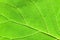 Close-up of a textured green leaf with fanciful patterns formed by veins. Photo can be used as background, texture for decoration