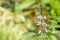 Close up thai basil flower in garden.sweet basil.Ocimum basilicum.