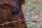 The close up of Thai horse head behind the wire barb