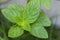 Close up Thai Peppermint,Marsh Mint, Mentha, Villosa Huds