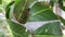 Close-up of Thailand red ants in front of the entrance of an ant\\\'s nest on mango tree.