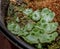 Close-up of thallus with gemmae cups, Marchantia polymorpha, common liverwort, umbrella liverwort