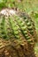 Close-up of a thick prickly round cactus . The queen of the night without blossom . Horticultural show in Germany . Parodia