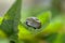 Close up from a  thick tick - soaked with blood on a green leaf