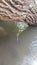 Close Up On A Thin Branch Of Wild Raspberry On A Sunny Day Above The Water Of The Hermon River, Israel