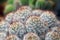 Close up thorn cactus