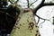 Close up of thorn tree with thorny trunk