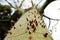 Close up of thorn tree with thorny trunk