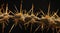 Close-up of thorns on a cactus against a dark background