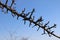 A close up of thorny branch of old wild pear with terminal, vegetative buds against the sky