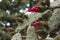 Close Up on thorny cactus in bloom