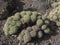 Close up thorny cactus at botanical garden, Jardin Botanico Canario Viera y Clavijo, Tafira, Gran Canaria, Canary