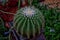 Close up of thorny cactus flower