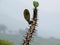 Close-up of thorny cactus growing in Blossom Hydel Park, Kerala, India