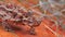 Close up of a thorny devil lizard