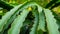 Close up the thorny dragon fruit tree, outdoors