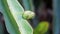 Close up the thorny dragon fruit tree, outdoors