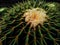 A close up of thorny green cactus