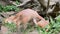 Close up of three baby caracal kittens playing