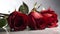 Close up three beautiful wet red rose flower with some leaves and water droplet looks fresh laying on the studio set white