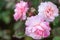 Close up of three beauty pink roses