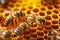 Close-up of three bees on a honeycomb. The concept of beekeeping