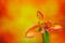 Close up of  three bicolor mini calla lilies against abstract colorful background