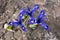 Close up of three blue early spring Iris reticulata flowers in a sunny day. Netted iris or golden netted iris. Small