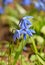 Close up three blue spring Scilla flowers