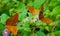 Close-up of three butterflies on flowers