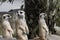 Close up on three Cute meerkats that small animal its standing to alert look in forward on a small timber that put on nature rock