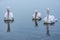 Close up of three dalmatian pelicans