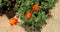 Close up of three dark orange mixed maroon colour marigolds flowers