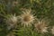 close-up: three dry flowers of spiny plumeless thistle