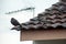 Close up three of Feral Pigeons standing on the roof