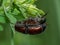 Close up of three garden foliage beetles on a plant